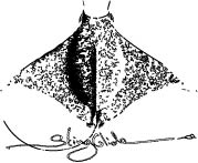 Sting Glide